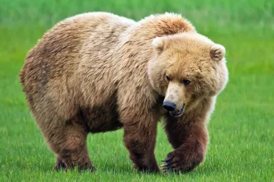 Animal Bear Animals Animals Wallpaper 4K 2048x1365 Animal, Bear, Hd, Desktop, Wallpaper, Background, Image, Gray, Brown, Ultrawide, Full HD