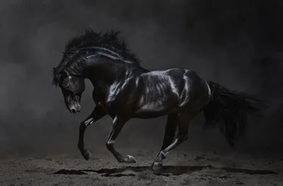 Definition Majestic Black Black/Dark Wallpaper 4K 5944x3914 High-definition, Desktop, Wallpaper, Of, A, Majestic, Black, Horse, Galloping, Against, Dark, Misty, Gray, Ultrawide, 4k