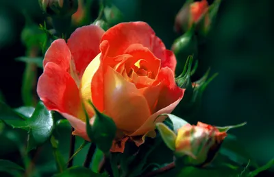 Vibrant Macro Blooming Abstract Wallpaper 4K 2048x1322 A, Vibrant, Macro, Shot, Of, Blooming, Rose, Showcasing, Delicate, Petals, Lush, Greenery, Red, Ultrawide, Full HD