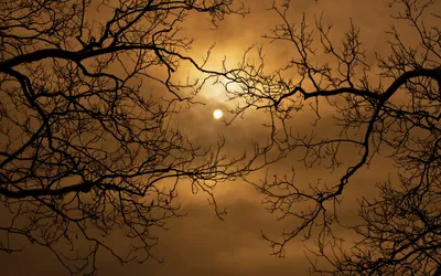 Vibrant Serene Wallpaper Nature Wallpaper 4K 1920x1200 A, Serene, Nature, Scene, Featuring, Bare, Branches, Silhouetted, Against, Softly, Glowing, Moon, Brown, Ultrawide, Full HD