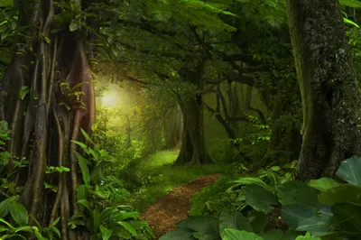 Winding Forest Surrounded Nature Wallpaper 4K 4256x2832 A, Winding, Forest, Path, Surrounded, By, Lush, Green, Trees, Foliage, Captured, Vivid, Brown, Ultrawide, 4k