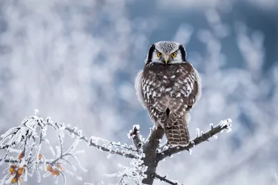 Owl Perched Frosty Branch Blurred Nature Wallpaper 4K 4096x2731 A, Sharp, 4k, Ultra, Hd, Image, Of, An, Owl, Perched, Frosty, Branch, White, Gray, Landscape
