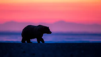 Bear Silhouette Walking Vibrant Pink Nature Wallpaper 4K 1980x1114 Hd, Desktop, Wallpaper, Featuring, A, Bear, Silhouette, Walking, Against, Vibrant, Pink, Purple, Gray, Ultrawide, Full HD