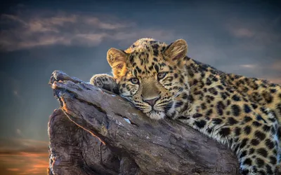 Leopard Resting Rock Serene Nature Wallpaper 4K 1920x1200 Hd, Wallpaper, Of, A, Leopard, Resting, On, Rock, Under, Serene, Sky, Captured, Gray, Ultrawide, Full HD