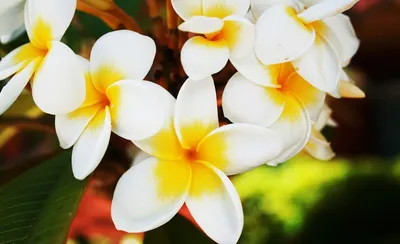 Cluster White Yellow Frangipani Flowers Nature Wallpaper 4K 1920x1173 Hd, Desktop, Wallpaper, And, Background, Image, Featuring, A, Cluster, White, Yellow, Frangipani, Ultrawide, Full HD