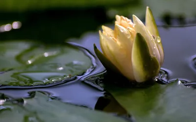 Dreamy Serene Wallpaper Nature Wallpaper 4K 2560x1600 A, Serene, Water, Lily, Blooms, Gracefully, On, Tranquil, Waters, Surrounded, Lush, Green, Gray, Ultrawide, QHD