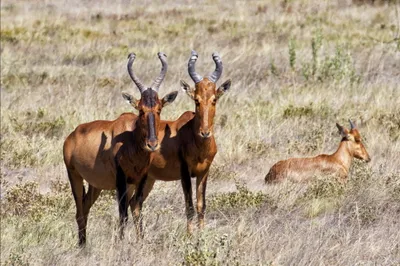 Radiant Three Wallpaper Abstract Wallpaper 4K 2035x1353 A, Hd, Pc, Desktop, Wallpaper, Featuring, Three, Hartebeests, Wild, Antelopes, Standing, Dry, Gray, Ultrawide, Full HD