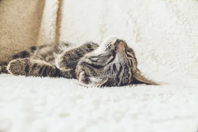 Serene Sleeping Wallpaper Animals Wallpaper 4K 4272x2848 Sleeping, Animal, Cat, Hd, Desktop, Wallpaper, Background, White, Landscape, 4k