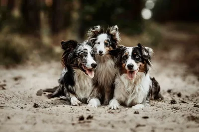 Animal Border Collie Animals Wallpaper 4K 2000x1333 Animal, Border, Collie, Hd, Desktop, Wallpaper, Background, Gray, Ultrawide, Full HD