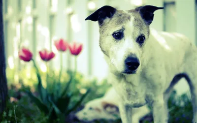 Misty Close Wallpaper Animals Wallpaper 4K 1920x1200 Hd, Pc, Desktop, Wallpaper, Featuring, A, Close-up, Of, White, Dog, Black, Markings, Ultrawide, Full HD
