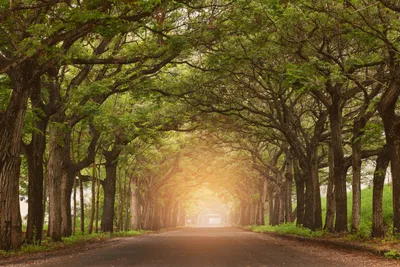 Serene Tree Lined Nature Wallpaper 4K 6144x4096 A, Serene, Tree-lined, Path, Bathed, In, Soft, Sunlight, Captured, Stunning, Ultra, Nature-themed, Orange, Brown, Landscape, 4k