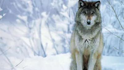 Golden Lone Wallpaper Nature Wallpaper 4K 2560x1441 Hd, Desktop, Wallpaper, And, Background, Featuring, A, Lone, Wolf, Sitting, Snowy, Landscape, White, Ultrawide, QHD