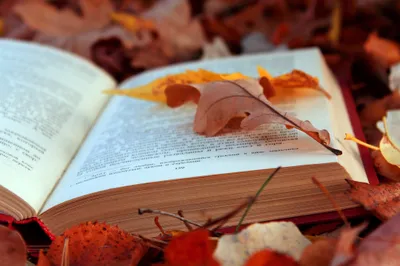 Calm Open Wallpaper Nature Wallpaper 4K 2048x1365 An, Open, Book, Rests, On, A, Colorful, Bed, Autumn, Leaves, Showcasing, Beauty, Brown, Ultrawide, Full HD