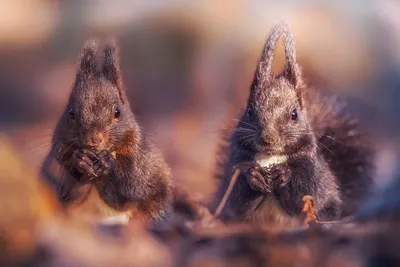 Bright Rodent Wallpaper Animals Wallpaper 4K 1949x1301 Rodent, Animal, Squirrel, Hd, Desktop, Wallpaper, Background, Brown, Gray, Landscape, Full HD