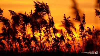 Dusk Grass Poland Abstract Wallpaper 4K 1920x1080 Orange, Purple