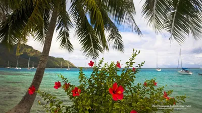 Crisp Vibrant Wallpaper Nature Wallpaper 4K 2560x1440 Vibrant, Red, Hibiscus, Flowers, Bloom, Under, Tall, Palm, Trees, Overlooking, Turquoise, Waters, White, Ultrawide, QHD