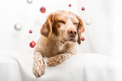 Crisp Quad Wallpaper Animals Wallpaper 4K 2560x1707 2k, Quad, Hd, Pc, Desktop, Wallpaper, Background, A, Sleepy, Speckled, Dog, Resting, White, Landscape, QHD