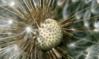 Epic Nature Wallpaper Nature Wallpaper 4K 2000x1200 Nature, Dandelion, Hd, Desktop, Wallpaper, Background, Image, Gray, Brown, Ultrawide, Full HD