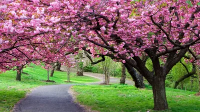 Sakura Abstract Wallpaper 4K, Abstract category