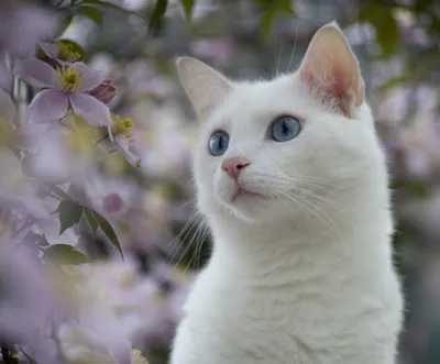 Dark Serene Wallpaper Animals Wallpaper 4K 3000x2483 A, Serene, White, Cat, With, Striking, Blue, Eyes, Gazes, Thoughtfully, Amid, Soft, Gray, Square, QHD