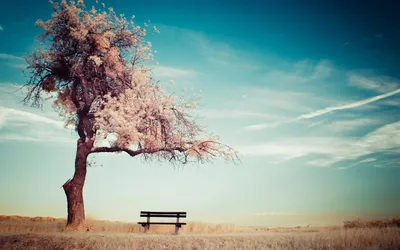 Solitary Tree Wintry Landscape Embellished Nature Wallpaper 4K 2560x1600 Hd, Desktop, Wallpaper, Featuring, A, Solitary, Tree, In, Wintry, Landscape, Embellished, Frost, White, Ultrawide, QHD
