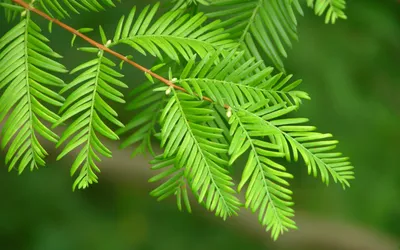 Dreamy Close Wallpaper Nature Wallpaper 4K 2880x1800 Close-up, Of, A, Green, Branch, With, Delicate, Leaves, Against, Blurred, Nature, Makes, Gray, Red, Brown, Ultrawide, QHD