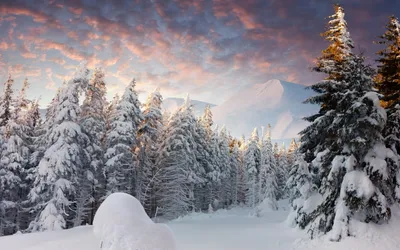 Serene Winter Landscape Nature Wallpaper 4K 2560x1600 A, Serene, Winter, Landscape, Featuring, Snow-covered, Forest, Tall, Trees, Blanketed, White, Colorful, Gray, Ultrawide, QHD