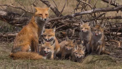 Bold Fox Wallpaper Animals Wallpaper 4K 2048x1152 Hd, Pc, Desktop, Wallpaper, Featuring, A, Fox, Mother, Her, Cubs, Natural, Setting, Brown, Gray, Ultrawide, Full HD
