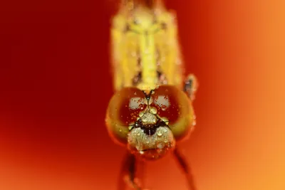 Close Macro Dragonfly Fantasy Wallpaper 4K 9999x6666 Brown, Red