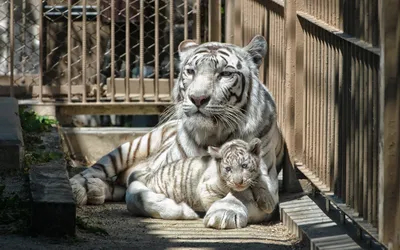 Majestic White Tiger Animals Wallpaper 4K 1920x1200 A, Majestic, White, Tiger, Resting, With, Its, Cub, Enclosure, Captured, High, Definition, Gray, Ultrawide, Full HD