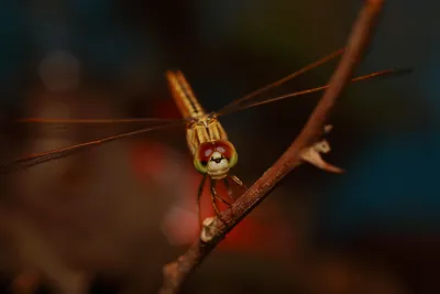 Macro Dragonfly Branch Fantasy Wallpaper 4K 9999x6666 Black, Brown