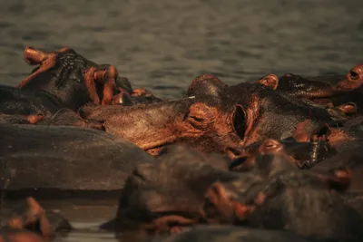 Golden Hippopotamuses Wallpaper Abstract Wallpaper 4K 6240x4160 Brown