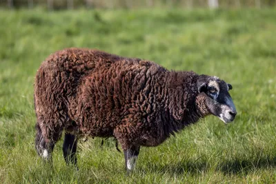 Brown Sheep Grazing Princeton Field Abstract Wallpaper 4K 8192x5464 Gray