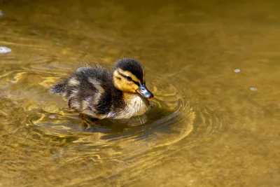 Duckling Swimming Water Abstract Wallpaper 4K 6000x4000 Brown