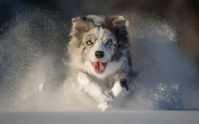 Calm Snow Wallpaper Animals Wallpaper 4K 2880x1800 Snow, Dog, Animal, Australian, Shepherd, Winter, Animals, Hd, Desktop, Gray, Ultrawide, QHD