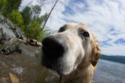 Muzzle Dog Animal Animals Wallpaper 4K 2048x1362 Muzzle, Dog, Animal, Golden, Retriever, Hd, Desktop, Wallpaper, White, Ultrawide, Full HD