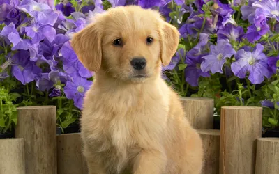 Charming Puppy Sits Front Vibrant Nature Wallpaper 4K 1920x1200 A, Charming, Puppy, Sits, In, Front, Of, Vibrant, Purple, Flowers, Creating, Delightful, Gray, Ultrawide, Full HD