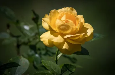 Dreamy Nature Wallpaper Nature Wallpaper 4K 2048x1336 Nature, Rose, Hd, Desktop, Wallpaper, Background, Image, Brown, Orange, Ultrawide, Full HD