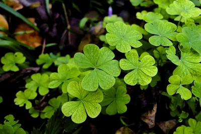 Calm Close Wallpaper Abstract Wallpaper 4K 4896x3264 Close-up, Of, Vibrant, Green, Clover, Leaves, In, Natural, Greenery, Captured, Ultra, Quality, Red, Pink, Landscape, 4k