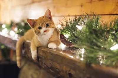 Charming Orange Tabby Cat Rests Animals Wallpaper 4K 2048x1365 A, Charming, Orange, Tabby, Cat, Rests, On, Rustic, Wooden, Ledge, Adorned, Greenery, Gray, Purple, Ultrawide, Full HD