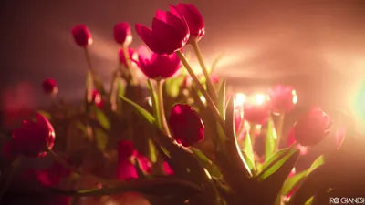 Golden Vibrant Wallpaper Nature Wallpaper 4K 3840x2160 A, Vibrant, Display, Of, Pink, Tulips, Bathed, In, Soft, Light, Capturing, Beauty, Brown, Orange, Ultrawide, 4k