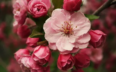 Bold Close Wallpaper Nature Wallpaper 4K 2560x1600 A, Close-up, Of, Pink, Roses, In, Full, Bloom, Showcasing, Vibrant, Petals, Delicate, Gray, White, Ultrawide, QHD