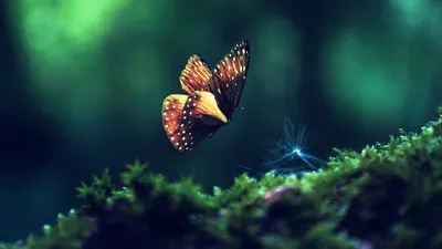 Dark Vibrant Wallpaper Wallpaper 4K, Animals category