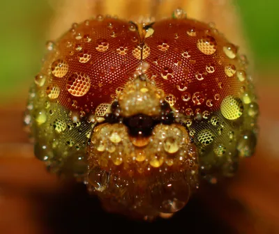 Macro Close Dew Wallpaper 4K, Fantasy category