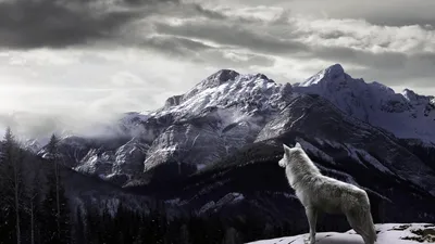 Wolf Wallpaperaccess Animals Wallpaper 4K, Animals category