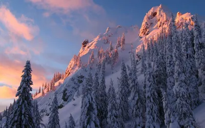 Trees Winter Mountain Nature Wallpaper 4K 1920x1200 Trees, On, Winter, Mountain, Brown, Gray, Ultrawide, Full HD