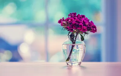 Vibrant Clear Wallpaper Nature Wallpaper 4K 1920x1200 A, Hd, Desktop, Wallpaper, Featuring, Clear, Glass, Vase, Vibrant, Purple, Flowers, Set, White, Ultrawide, Full HD