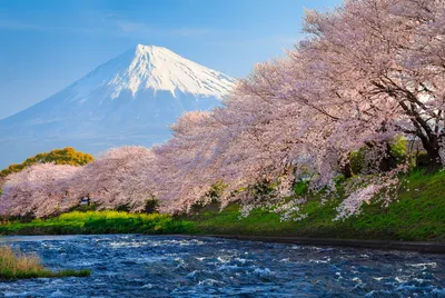 Misty Mount Wallpaper Nature Wallpaper 4K 1920x1285 A, Stunning, View, Of, Mount, Fuji, Rises, Majestically, Behind, Blooming, Cherry, Blossom, Pink, Gray, Landscape, Full HD