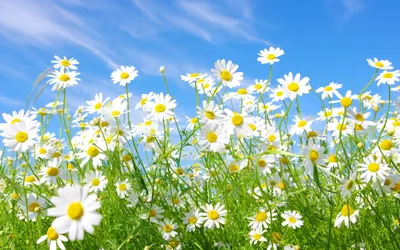 Vibrant Field White Daisies Camomile Nature Wallpaper 4K 2560x1600 A, Vibrant, Field, Of, White, Daisies, And, Camomile, Flowers, Under, Clear, Blue, Gray, Pink, Ultrawide, QHD
