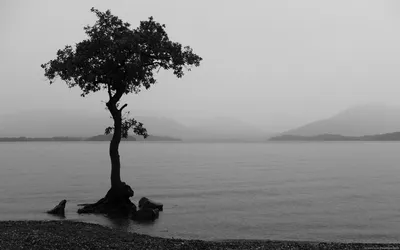 Solitary Tree Stands Nature Wallpaper 4K 1920x1200 A, Solitary, Tree, Stands, By, Tranquil, Lake, Shrouded, Mist, Captured, Striking, Black, White, Gray, Ultrawide, Full HD